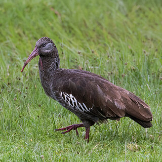 Bale Mountains - Dinsho - Wattled ibis